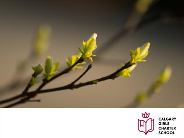 tree branches budding